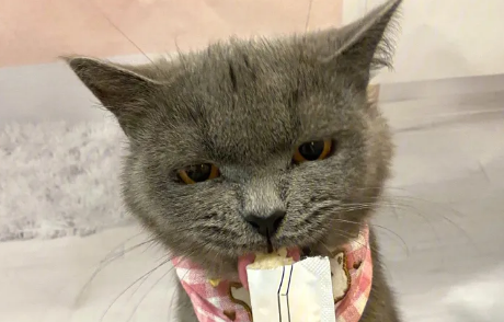 猫条可以多吃么