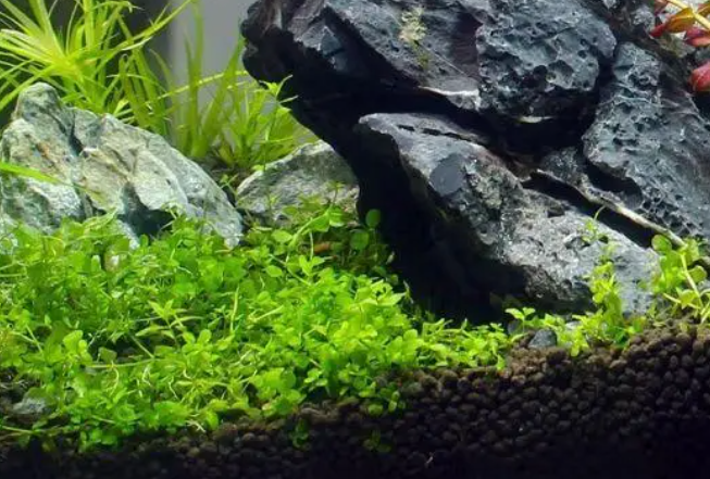 鱼缸水草泥价格 鱼缸水草泥价格
