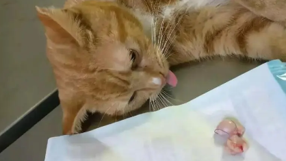 一文详解猫为什么绝育完会胖? 一文详解猫为什么绝育完会胖?