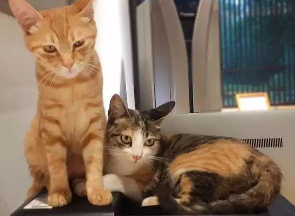 猫鬼情未了！病重橘猫强行“越狱”，只为守着同伴的骨灰盒