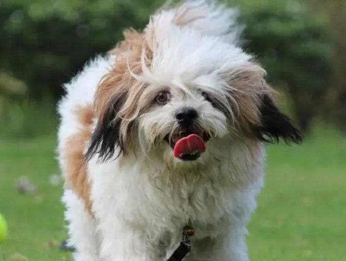 西施犬为什么叫西施犬?来get下吧 西施犬为什么叫西施犬?来get下吧
