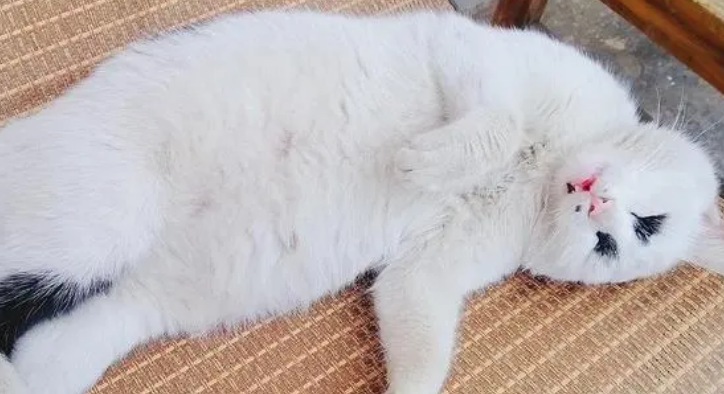 猫肚子大软软的不吃饭？这是什么原因？