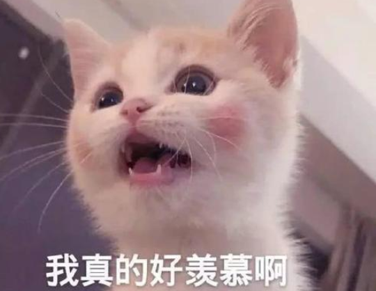 猫咪站门口,大家就会塞钱进来,妥妥的招财猫 猫咪站门口,大家就会塞钱进来,妥妥的招财猫