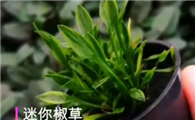 养鱼哪种水草好