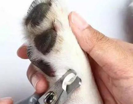 狗狗指甲需要剪吗 狗狗指甲需要剪吗