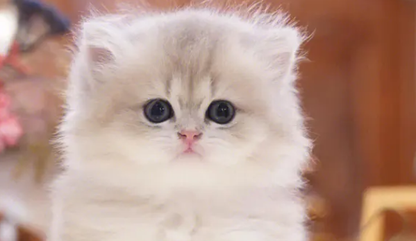 猫儿来了披孝布是真的吗