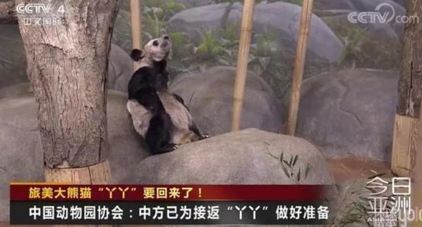 可爱熊猫和花被连续夺笋后爆红，丫丫瘦骨嶙峋让人心疼