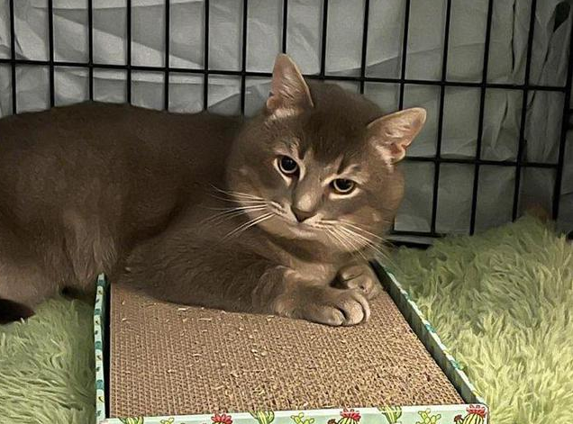 收容所的猫一直没人来领养，希望它的幸运日快点到来