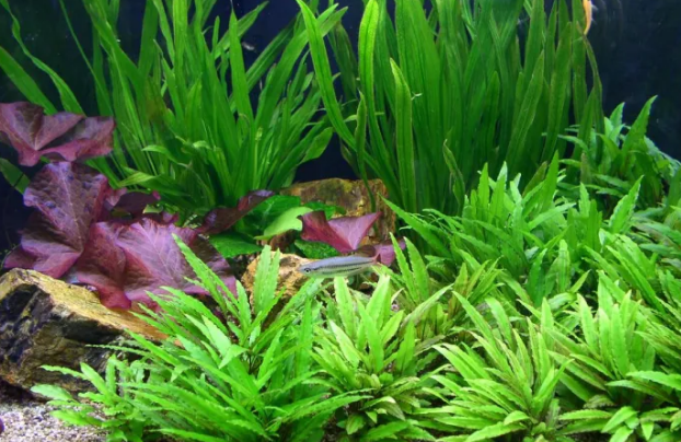 适合鱼缸种的水培植物有哪些
