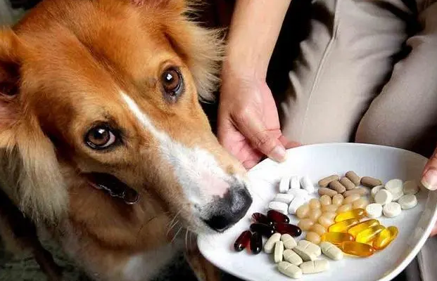狗狗可以吃鱼油吗? 狗狗可以吃鱼油吗?