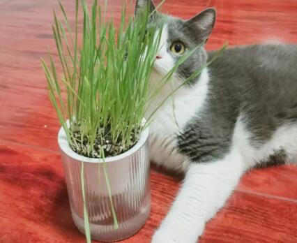 猫草用什么水