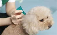 狗狗体外驱虫第二天可以洗澡吗