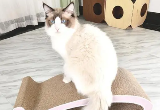 怎么让猫使用猫抓板