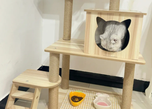 怎样做猫爬架 怎样做猫爬架