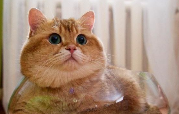 橘猫为什么能吃鱼刺？答案在这里