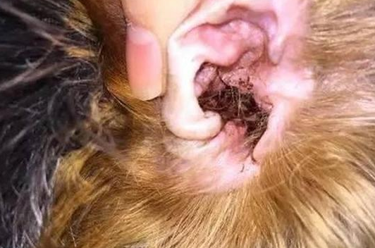狗狗了耳螨症状