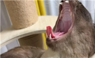 猫口臭怎么办?治疗技巧如下