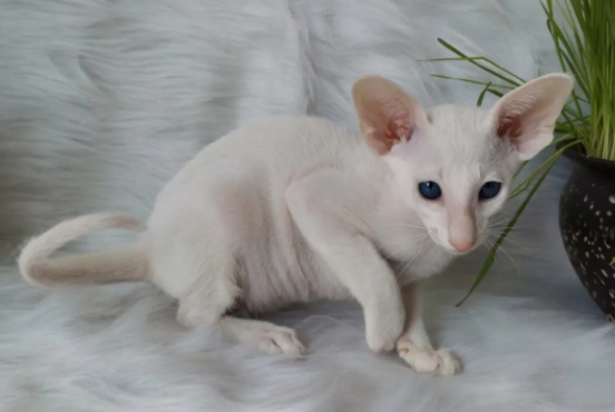 萌宠小知识:东方短毛猫怕水怎么办? 萌宠小知识:东方短毛猫怕水怎么办?