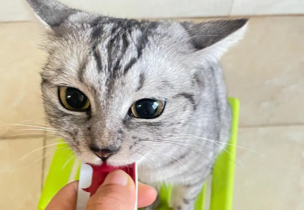 一根猫条多少钱