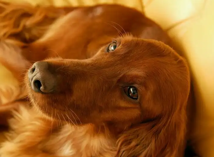 爱尔兰雪达犬产后有恶露怎么办?此处有解答 爱尔兰雪达犬产后有恶露怎么办?此处有解答