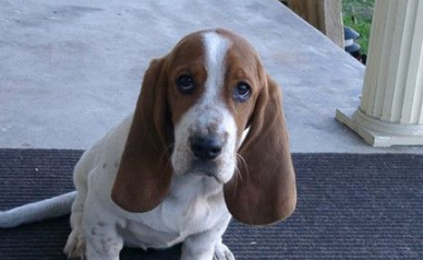 巴吉度犬毛发怎么护理？我来告诉你！