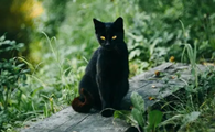 什么颜色猫容易招鬼