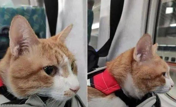 猫咪可以上高铁动车吗？一定要了解