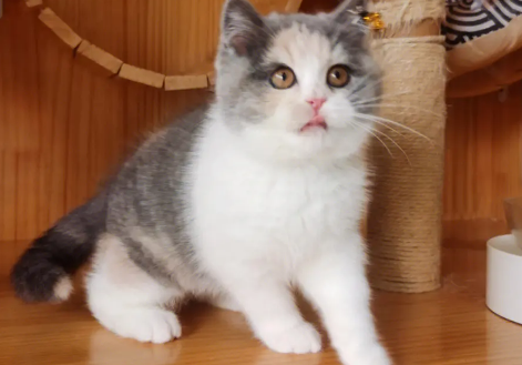 英短三花都是母猫吗?并不是哦! 英短三花都是母猫吗?并不是哦!