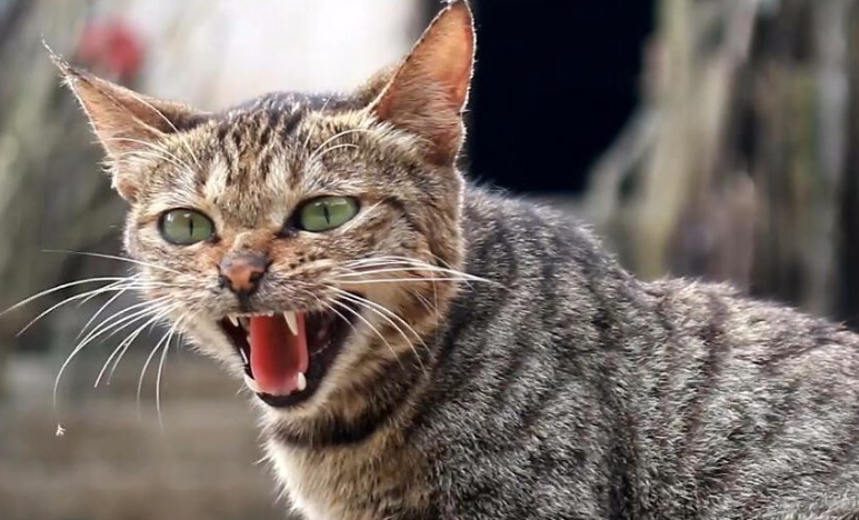 狸花猫为什么那么凶？这篇文章告诉你答案