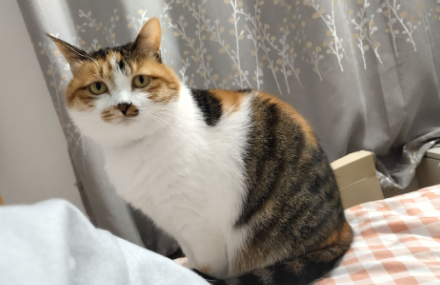三花猫都是母猫吗?来这里取答案! 三花猫都是母猫吗?来这里取答案!