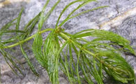 迷你鱼缸养什么水草