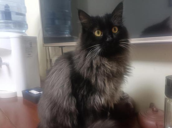 为了收拾猫毛，友友说的装备配齐