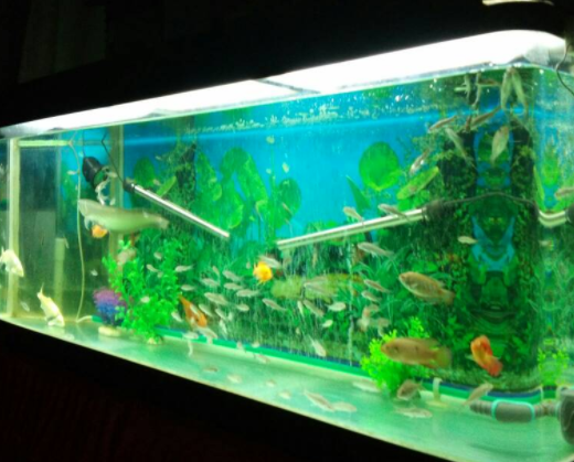 养锦鲤鱼缸水浑浊原因和解决方案 养锦鲤鱼缸水浑浊原因和解决方案