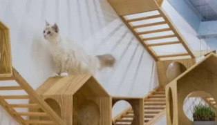 猫为什么喜欢猫爬架 猫为什么喜欢猫爬架