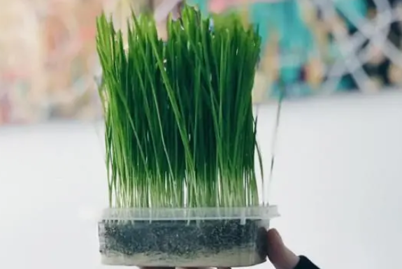 如何水培猫草 如何水培猫草