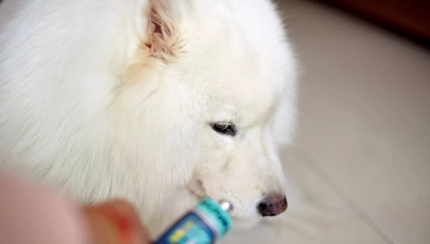 狗狗吃营养膏好吗