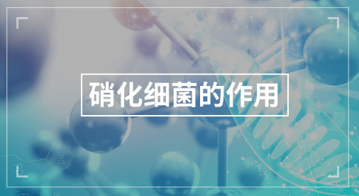 高活性硝化菌作用是什么