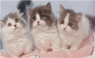英短和矮脚猫配出