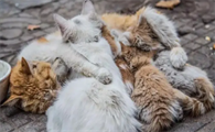 流浪猫为什么不怕冷？我来告诉你！