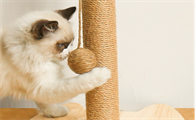 猫不玩猫抓板怎么办