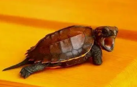 锯缘龟怎么分辨公母?来get下吧 锯缘龟怎么分辨公母?来get下吧