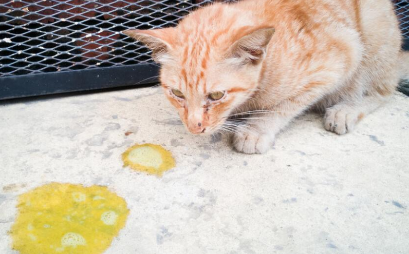 猫咪吐黄水吐猫粮是怎么回事?看完你就知道了 猫咪吐黄水吐猫粮是怎么回事?看完你就知道了