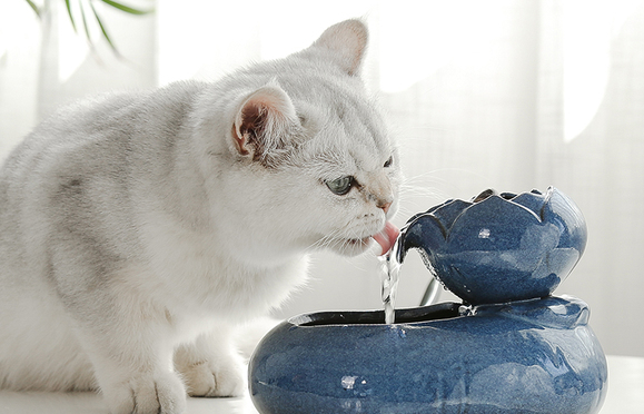 猫有跳蚤如何处理？这些方法值得get