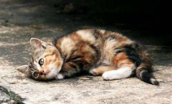 养猫要背负猫的因果