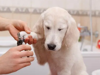 狗狗指甲剪多少是合适的