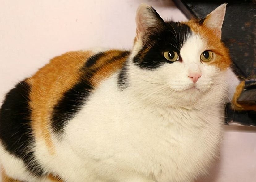 公三花猫有生育能力吗？快来了解一下