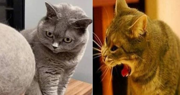 猫吐毛球是什么样子的?主人须知 猫吐毛球是什么样子的?主人须知