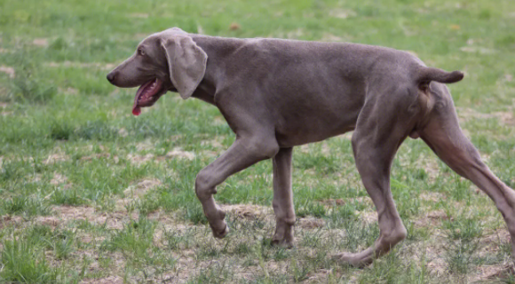 宠物小科普：魏玛犬性格怎样？
