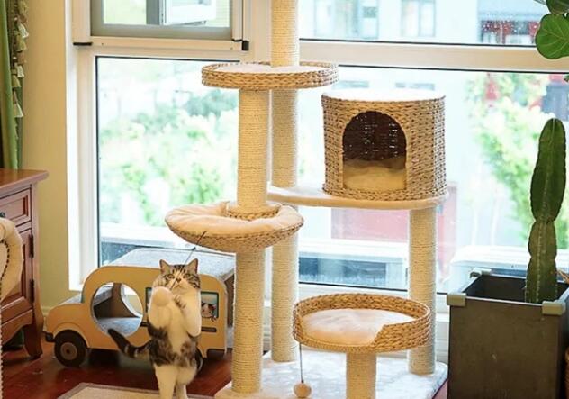 猫咪需要猫爬架吗