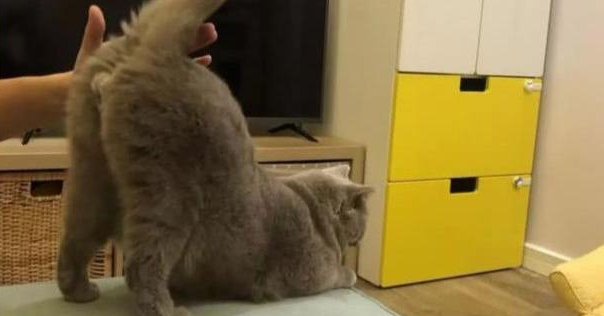 猫为什么喜欢用屁股对着人？原来是这样啊...
